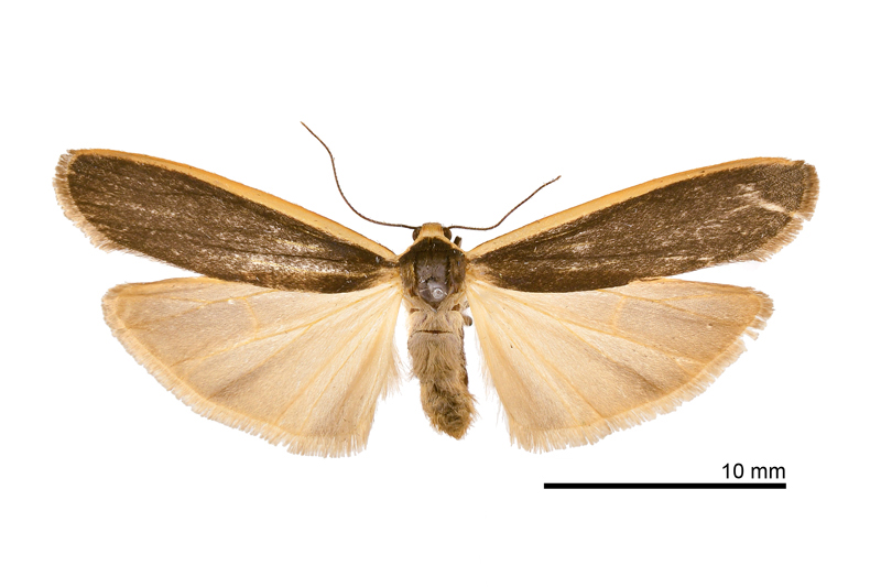 Eilema taiwana Male